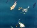 Fische