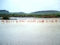 Flamingos