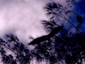 Fledermaus1