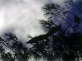 Fliegende Hunde 1