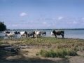 Kuehe am Strand