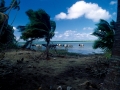 Kühe auf Aitutaki