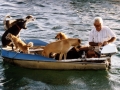 Mann mit Hunden