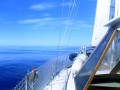 Muscat im Stillen Ocean