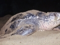 Schildkröte beim Graben