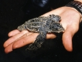 Schildkröte in Hand