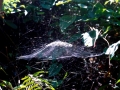 Spinnennetz