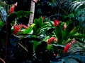 blumen1