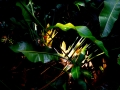blumen2