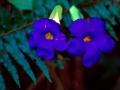 blumen3