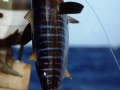thunfisch1